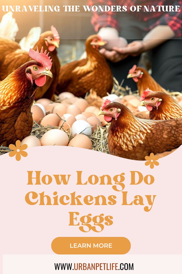 How Long Do Chickens Lay Eggs