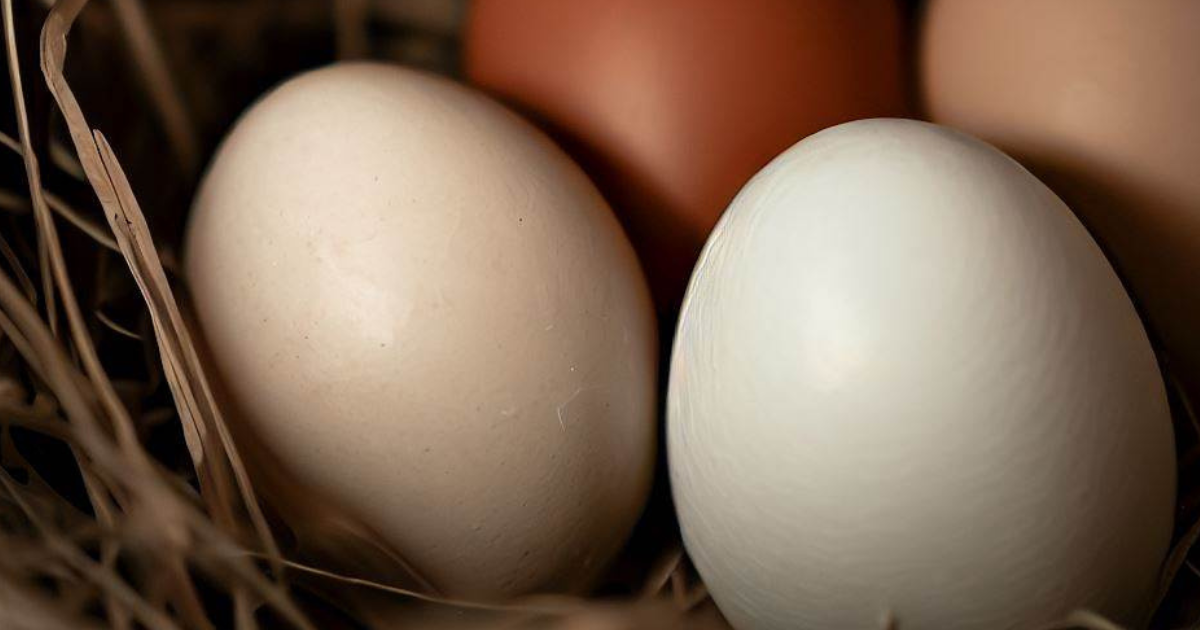 Egg Collection and Storage: How Many Eggs Do Chickens Lay a Day