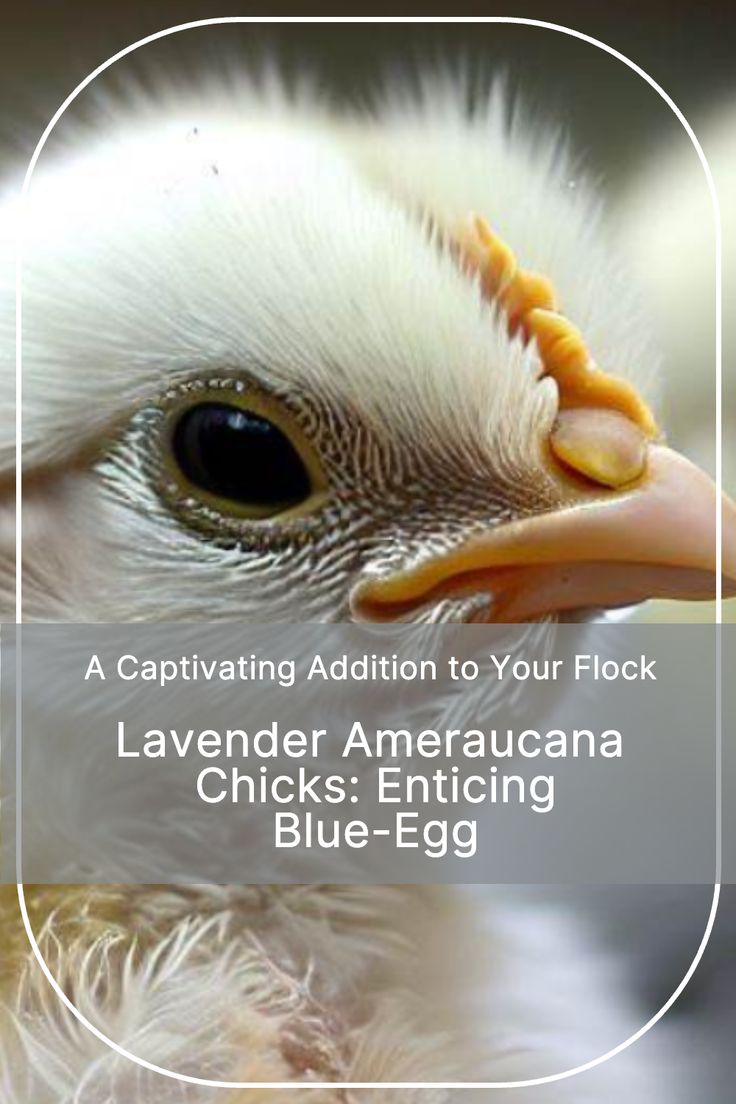 Lavender Ameraucana Chicks
