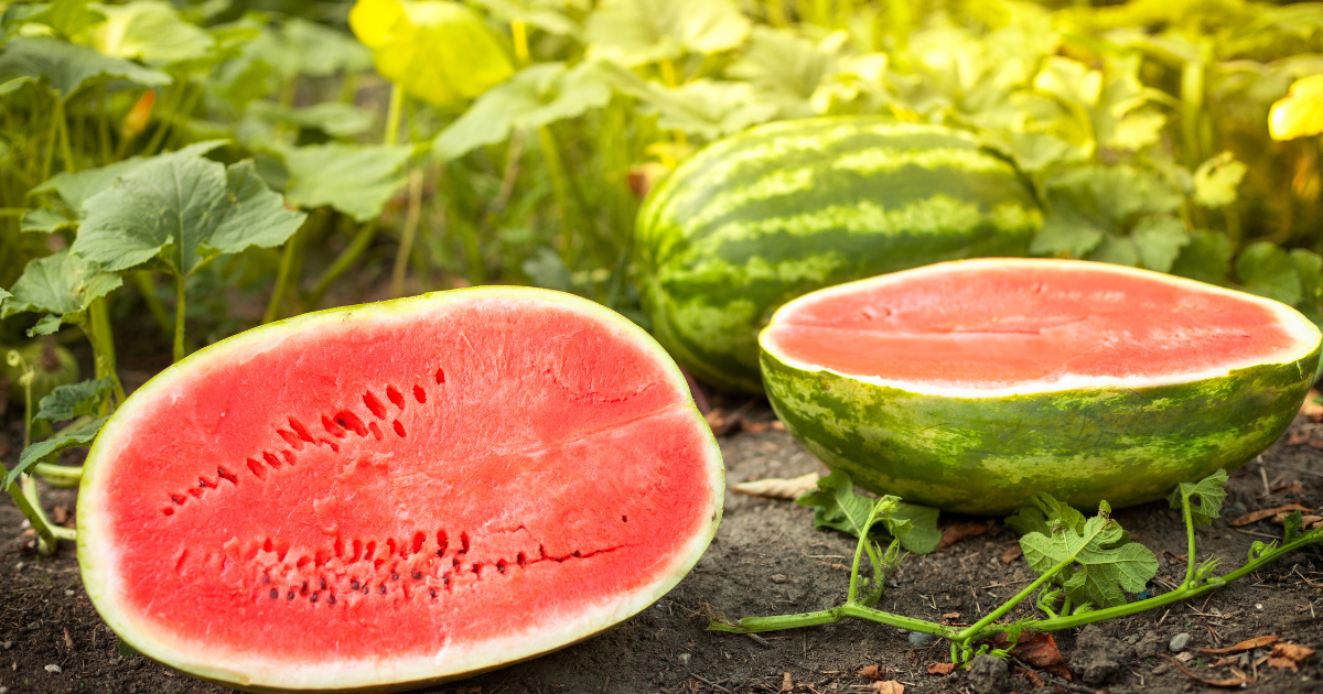 Can Chickens Eat Watermelon