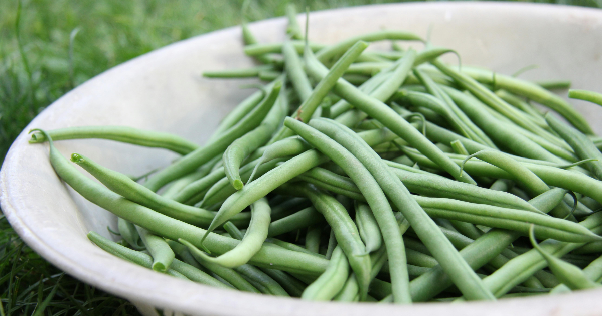 Can Chickens Eat Green Beans