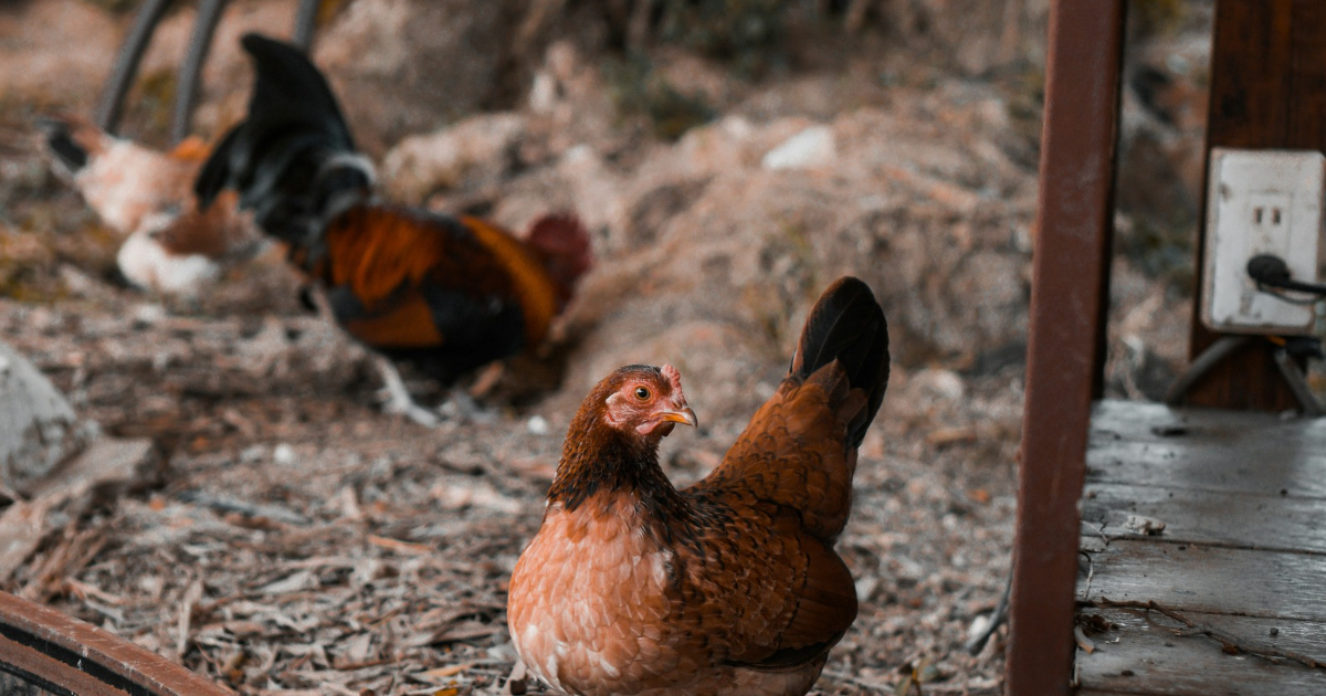 What is the Average Lifespan of a Chicken?