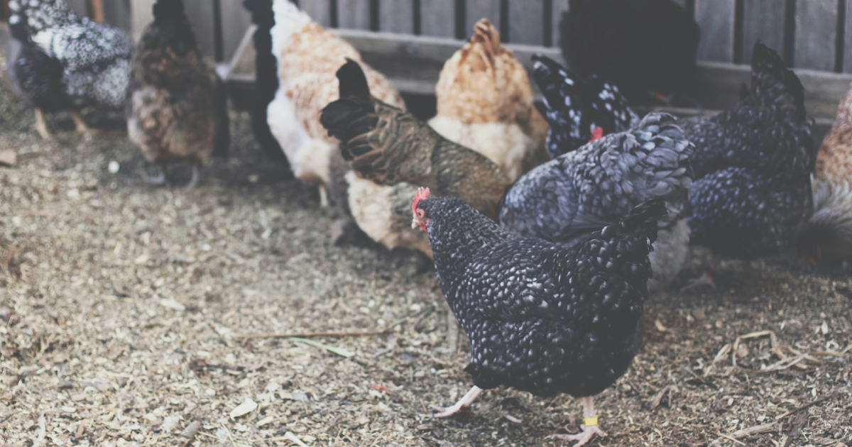 Small Chicken Coop