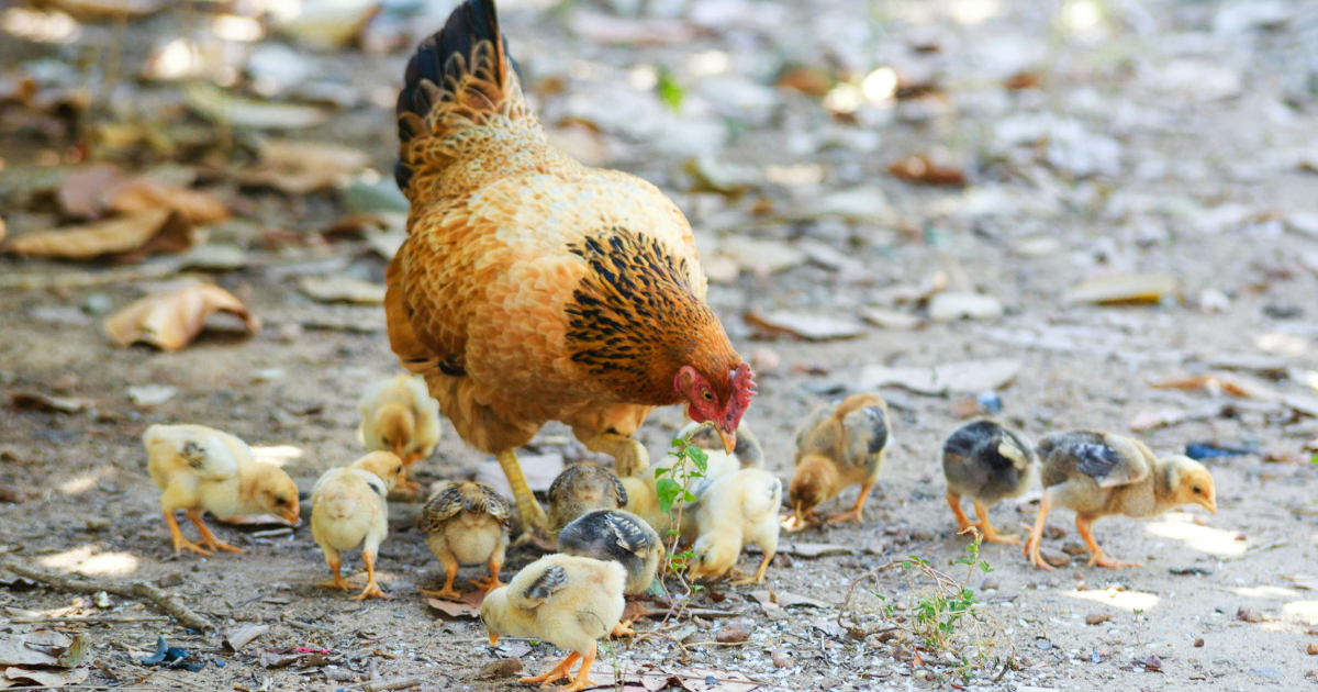 Chicks 1 Week Old