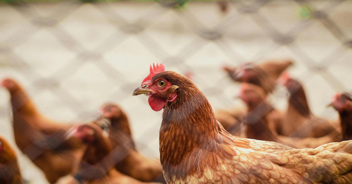 What is the Average Lifespan of a Chicken?