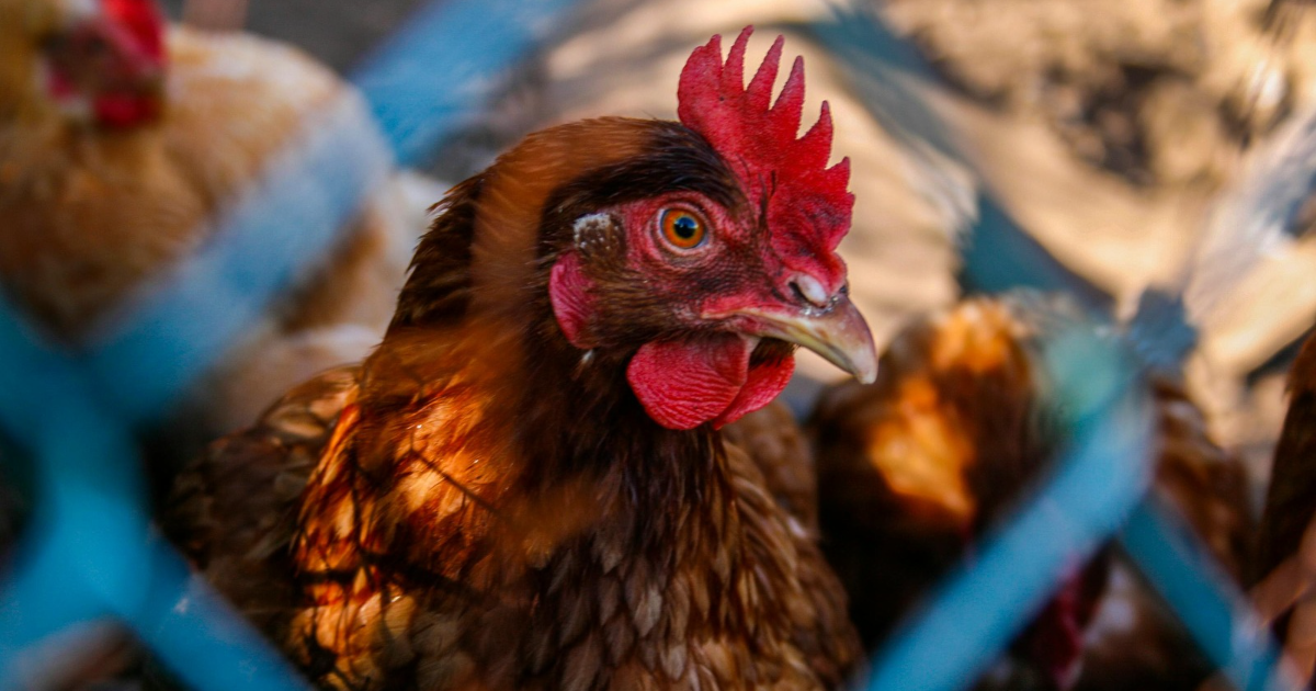 chicken breeds