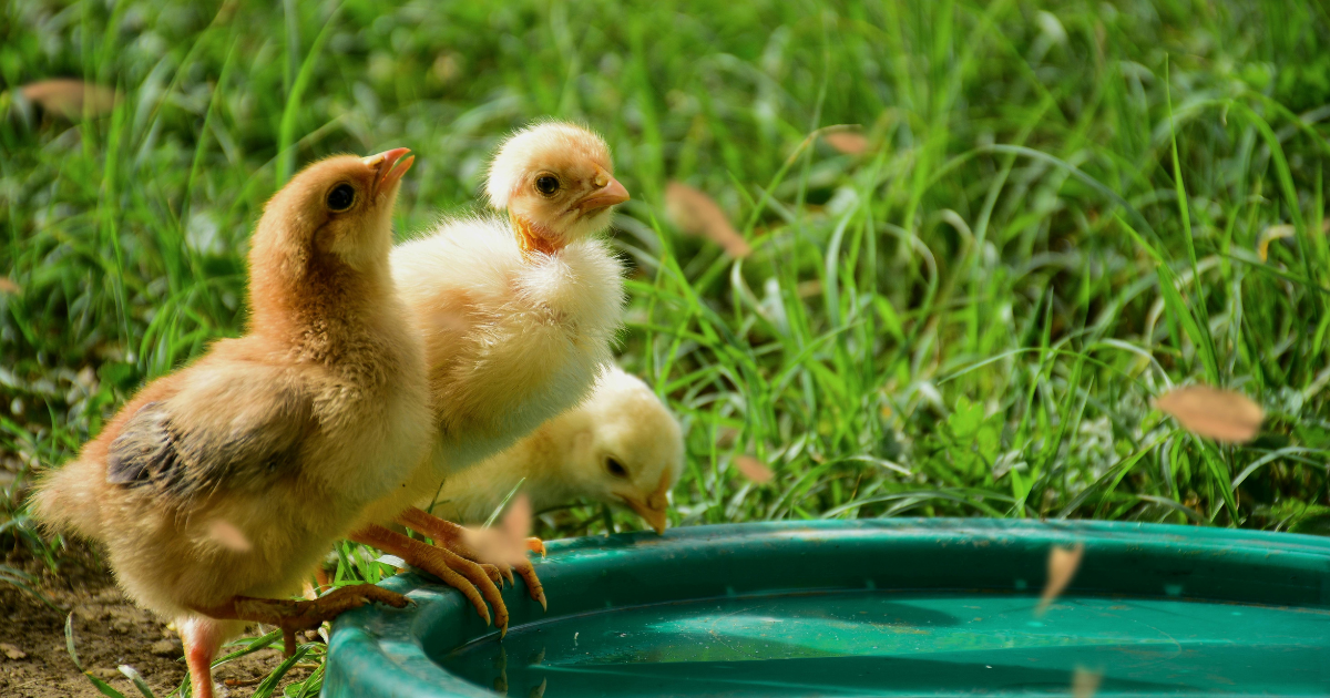 Chicks 1 Week Old