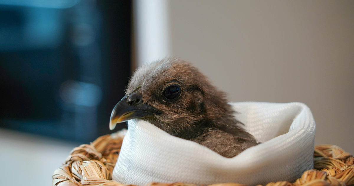 Chicks 1 Week Old