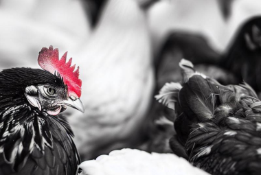 black white chicken