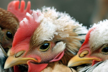 How Cold Can Chickens Tolerate