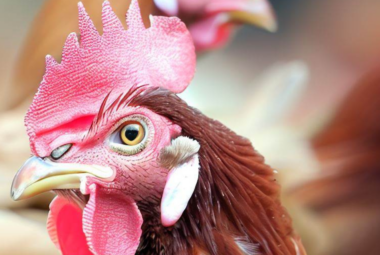 Brown Leghorn Chicken