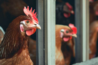 Chicken Coop Windows