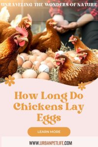How Long Do Chickens Lay Eggs - Urban Pet Life