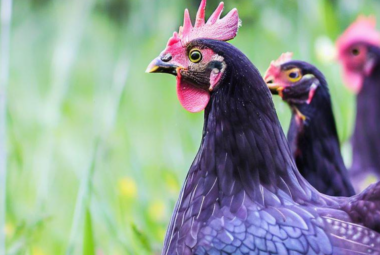 Black Star Chickens