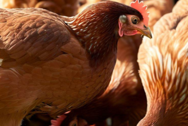 Isa Brown Chickens