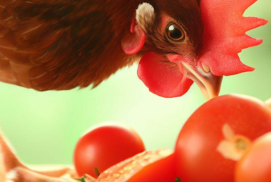 can chickens eat tomatoes