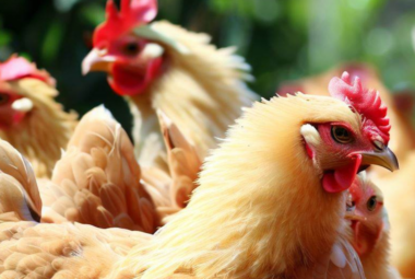 Buff Brahma Chickens