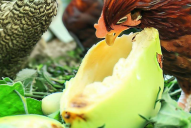 Can Chickens Eat Avocado