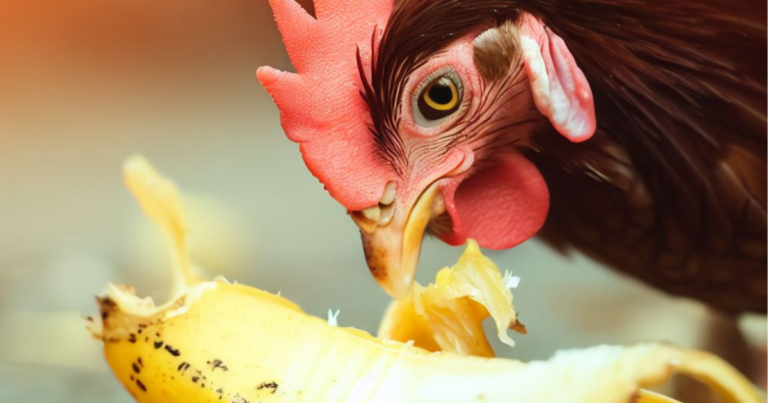 Can Chickens Eat Banana Peels?- Urban Pet Life