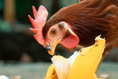 Can Chickens Eat Banana Peels