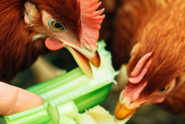 Can Chickens Eat Celery