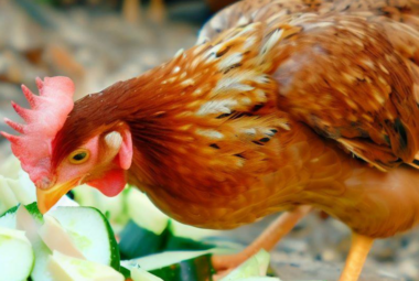 Can Chickens Eat Cucumbers