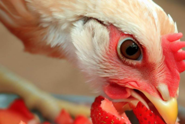 Can Chickens Eat Strawberries