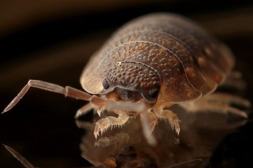 Signs of Bed Bugs in Poultry