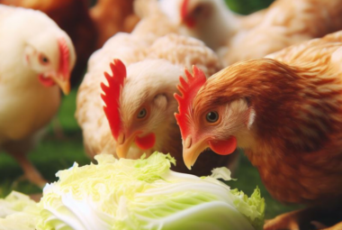 Can Chickens Eat Cabbage