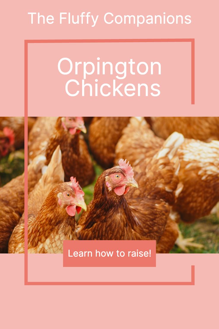 Orpington Chickens_ The Fluffy Backyard Companions