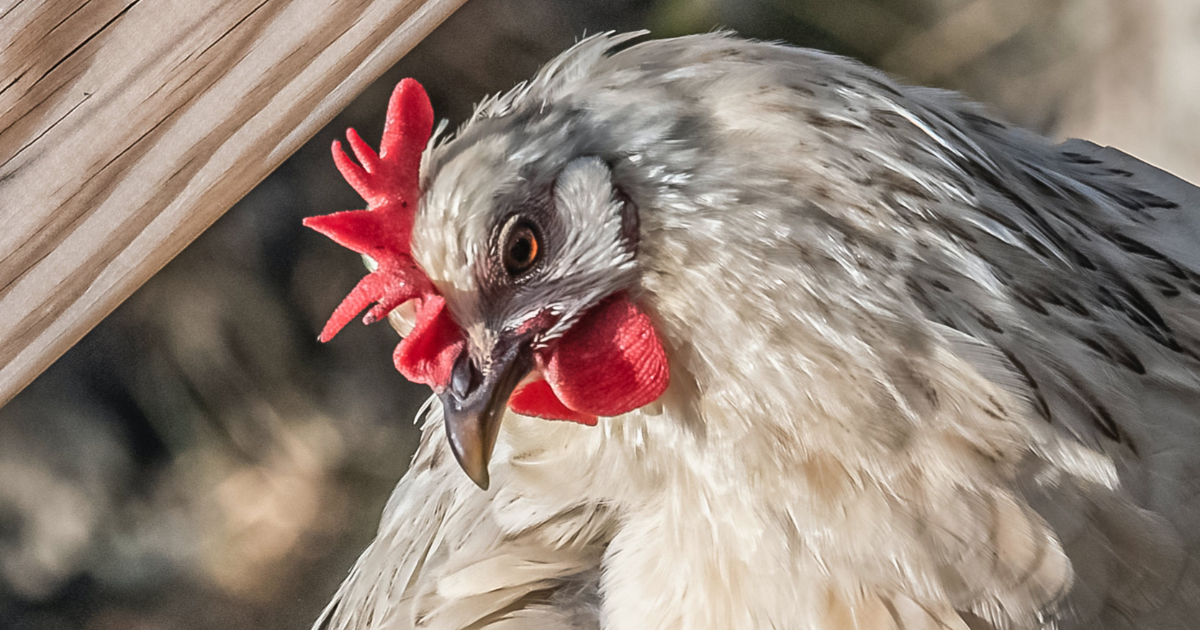 Lavender Orpington Chickens