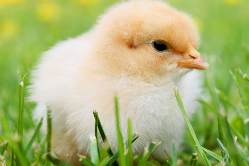 Chicks 1 Week Old
