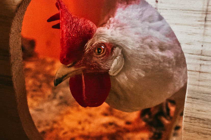How to Keep Chickens Warm in Winter